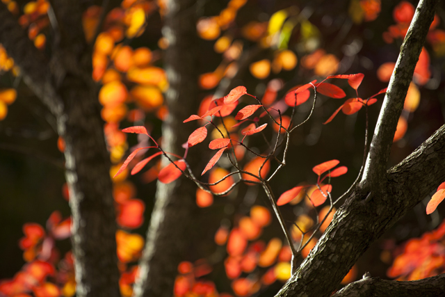 Red Leaves