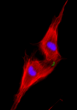 heart cell division