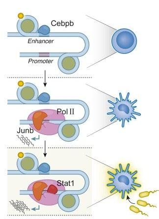 Regulatory factor hierarchy: The highest level (top) determines a cell's basic identity; the second (middle) shapes its properties; the third (bottom) activates genes according to changing conditions.