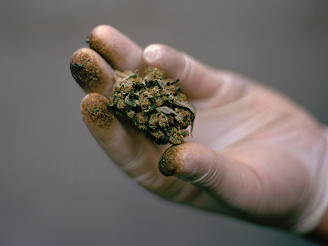 marijuana bud