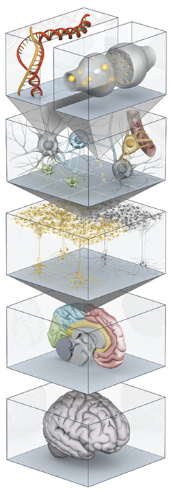 Deconstructing the Brain