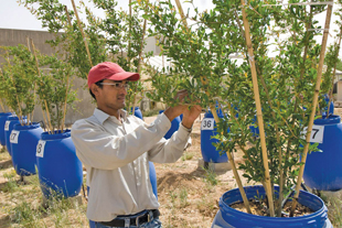 pomegranate trees