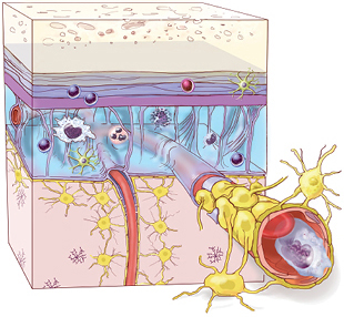 The Scientist_neuroimmunity