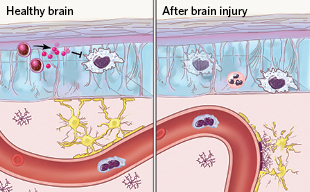 The Scientist_neuroimmunity