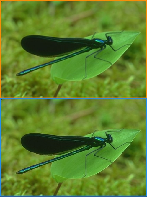 Picture of an insect - the top half has been sharpened using bicubic intrpolation, while the bottom half is from the Weizmann super-resolution algorithms (Photo: Weizmann Institute of Science)