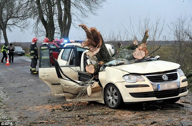 Car smashed by tree