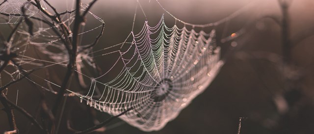 Spider web