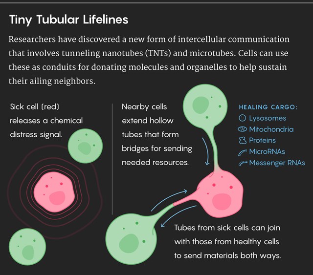 Tubular Lifelines