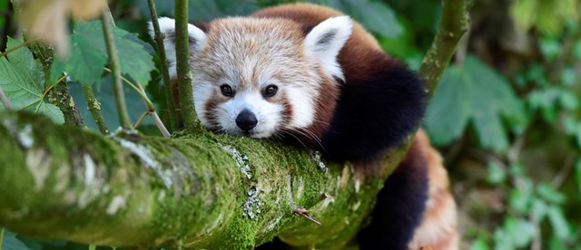 Red Panda