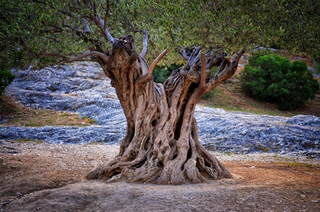 Olive Tree