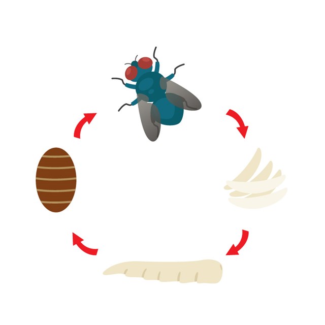 life cycle