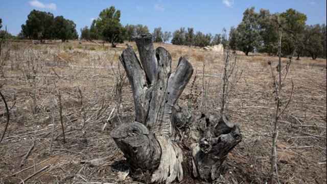 Dead tree