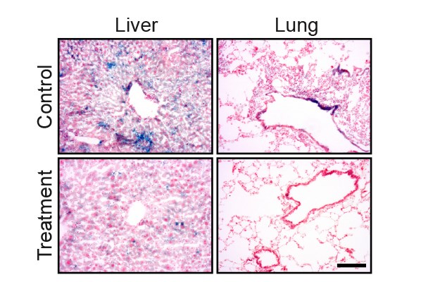 Tissues of old mice