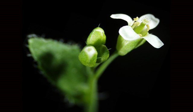 Arabidopsis thaliana