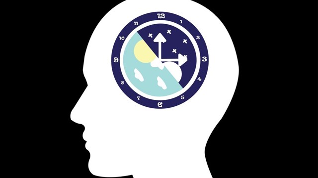 Circadian Rhythm Illustration