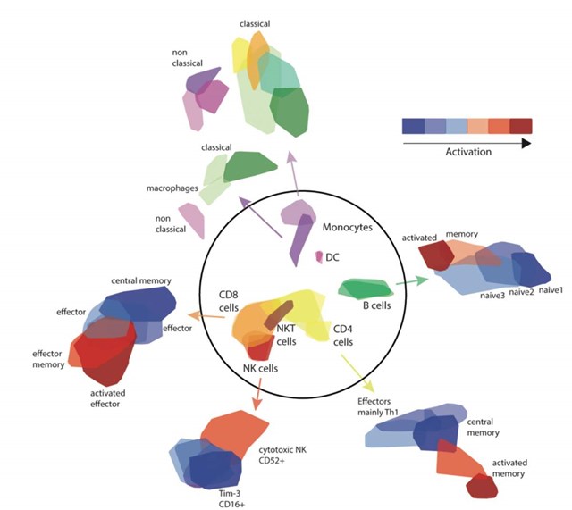 Repertoire of immune cells