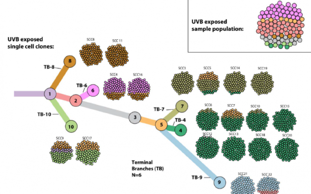 Cell tree