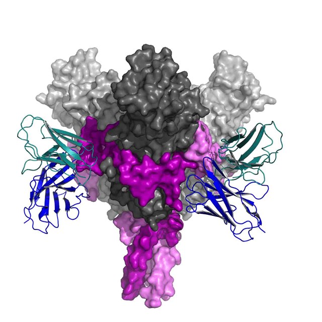 Ron Diskin Protein Ebola