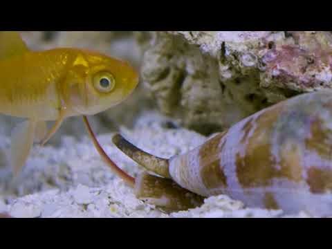 cone snail