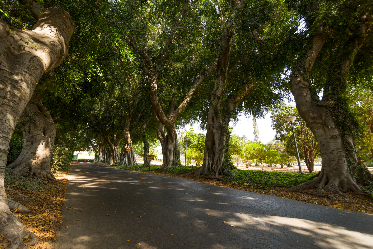 Campus Trees