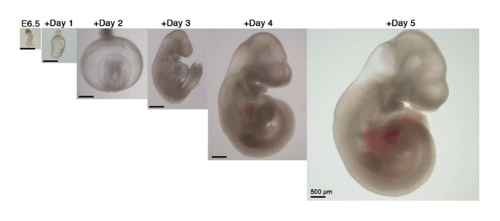 Embryos