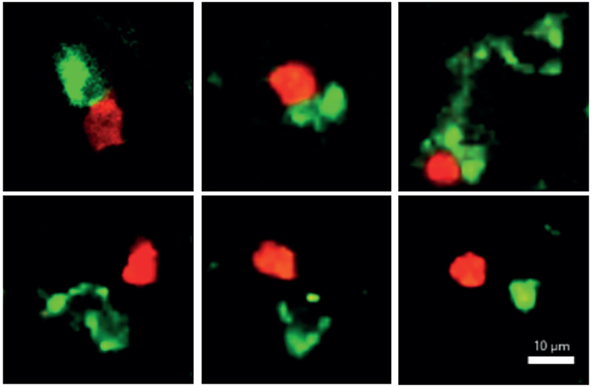 Ilc3 Candida Fighting TH17 Cell 2