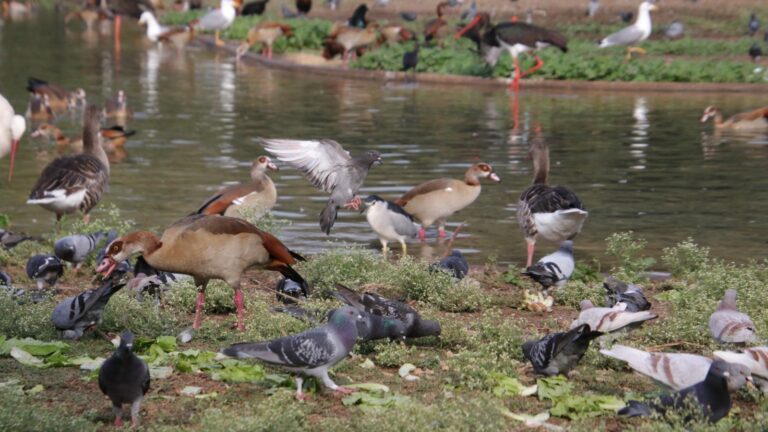 Birds At Tau Zoological Garden 768X432